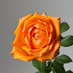 Kings Day Rose Plant|国王日 image 3