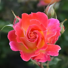 Chaleur Rose Plant|温暖 image 3