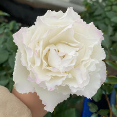 Le Blanc Rose Plant|乐柏/勒布朗 image 2