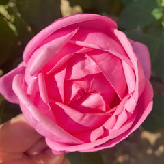 Desirée Rose Plant |德西里 image 1