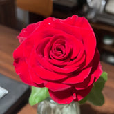 Carola Rose Plant|卡罗拉 image 0