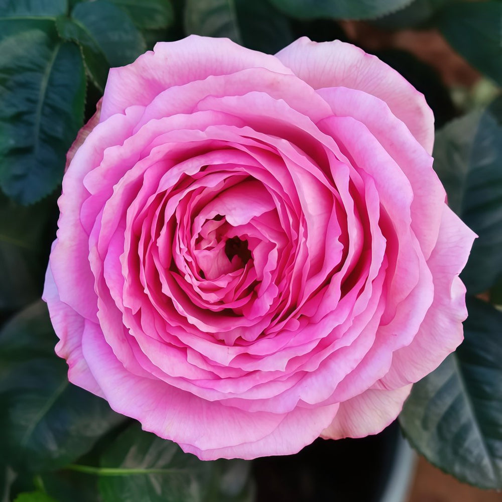 Lavender Lace Rose Plant | 薰衣草蕾丝 image 0