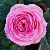 Lavender Lace Rose Plant | 薰衣草蕾丝 image 0