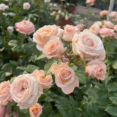 Hina Rose Plant|雏鸟 image 2