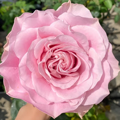 All four boughet Rose Plant|四花 image 3