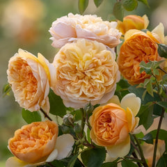 Bring me sunshine Rose Plant |阳光使者 image 2