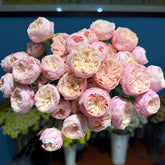 Royal Romance Rose Plant|皇家浪漫 image 0