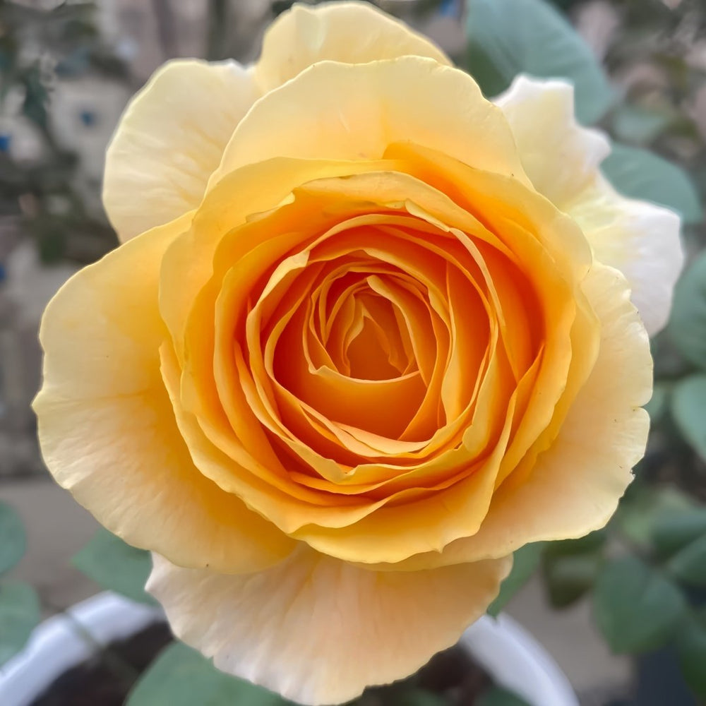 Candle light Rose Plant | 烛光 image 0