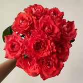 Yu Haitang Rose Plant|玉海棠 image 0