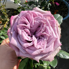 Dolcetto Rose Plant | 多姿桃 image 1