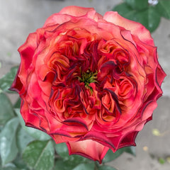 Star Trek Rose Plant|星际迷航 image 2