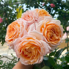 Grossherzogin Luise Rose Plant|大公夫人 image 0