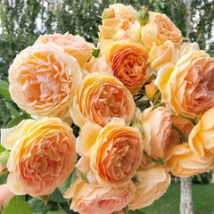 Crown Princess Margareta Rose Plant | 玛格丽特王妃 image 1