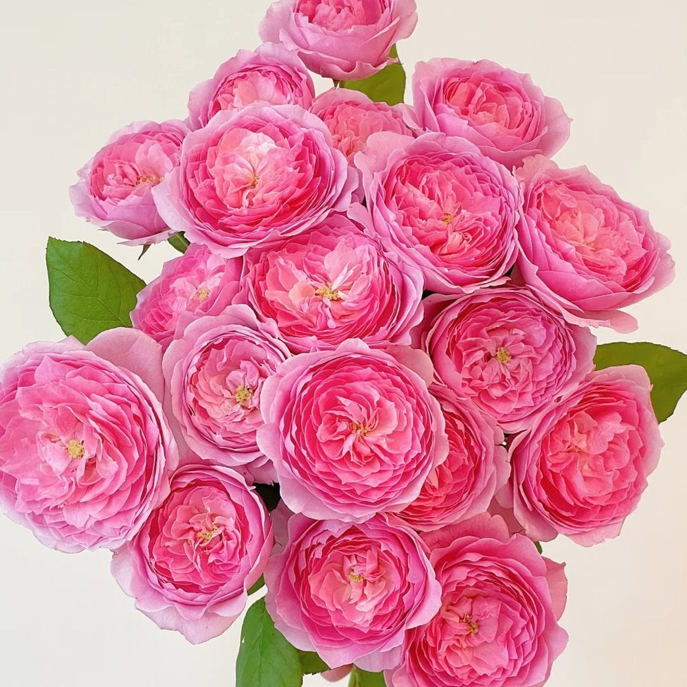 Wan Shan Rose Plant|纨扇 image 0