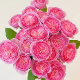 Wan Shan Rose Plant|纨扇 image 0