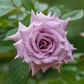 Lilienthal Rose Plant|李林塔尔 image 0