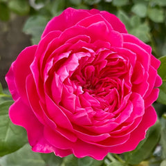 Accademia Rose Plant|阿卡德米亚 image 1
