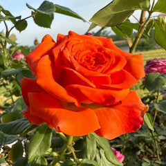Copacabana Rose Plant|卡巴酷吧拉 image 3