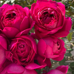 Deep impression Rose Plant|惊鸿 image 2