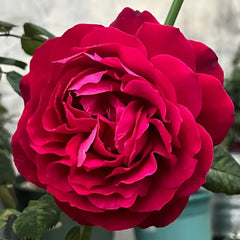 Janice kellogg Rose Plant|詹尼斯·凯洛格 image 1