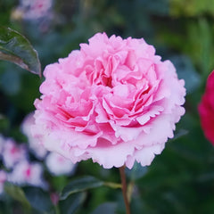 Jeanne Loriod Rose Plant|伊芙珍妮洛德 image 2