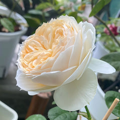 Pride and Prejudice Rose Plant|傲慢与偏见 image 1