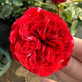 Mix Berry Rose Plant|玫瑰浆果 image 0
