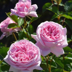 Mary Lennox Rose Plant |玛利伦 image 3