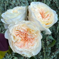 Bessie Rose Plant|贝茜 image 3