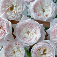 Special Bride Rose Plant|特别新娘 image 3