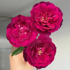 Louis XIV Rose Plant |路易十四 image 0