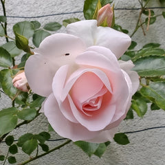 Aspirin Rose Plant|阿司匹林 image 3