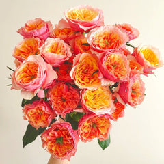 Kensington Garden Rose Plant|肯辛顿公园 image 1