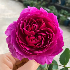 Velvety Twilight Rose Plant|暮光之城 image 1