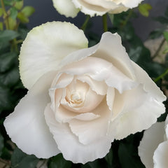 Blanche Neige Rose Plant|伊芙白雪公主 image 3