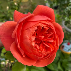 Summer Song Rose Plant|颂夏 image 3