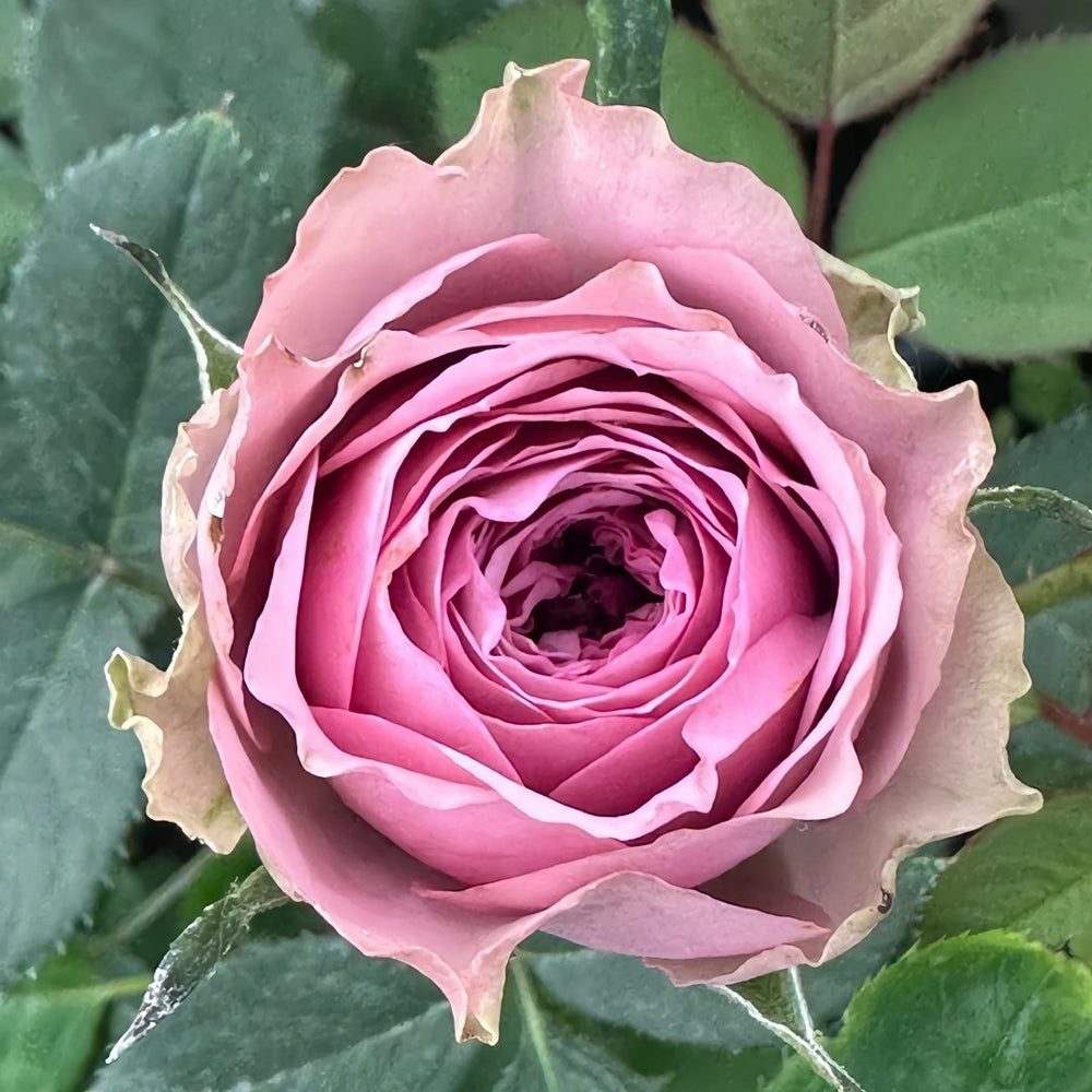 Smokey Eyes Rose Plant|烟熏眼妆 image 0
