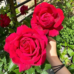 Janice kellogg Rose Plant|詹尼斯·凯洛格 image 2