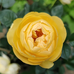 Luciole Rose Plant|萤火虫/路西欧 image 1