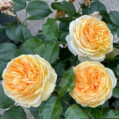 Chippendale Gold Rose Plant|金色音乐厅 image 2