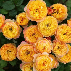 Golden Vuvuzela Rose Plant|金色珊瑚心 image 0