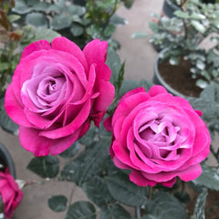 Muriel Robin Rose Plant|光明知更鸟 image 3