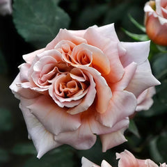 Latte Art Rose Plant|拿铁艺术 image 3