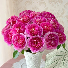 Esprit de Paris Rose Plant|巴黎精神 image 0