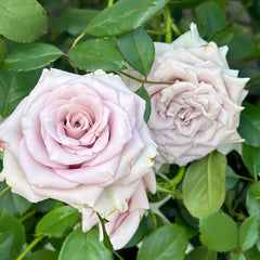 Sivery Light Rose Plant|月光曲 image 3