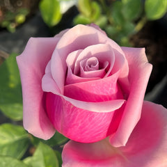 Prime Time Rose Plant|黄金时间 image 3