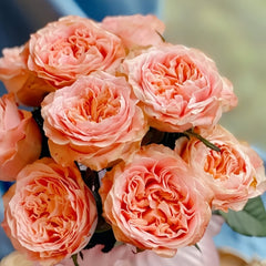 Peach Funky Rose Plant | 方可桃 image 2