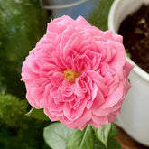 Emily Rose Plant|艾米丽 image 0