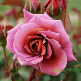 Zen Rose Plant|禅 image 0