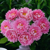 Fancy Ruffle Rose Plant|花式褶皺玫瑰 image 0